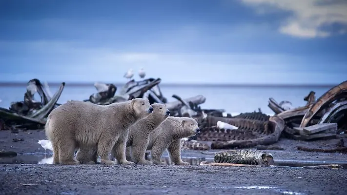 Alaska: Vương Quốc Băng Giá - Alaska: Vương Quốc Băng Giá